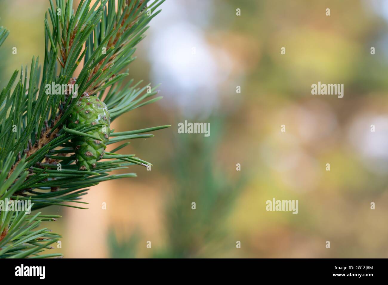 Green pinecones on pine branch Stock Photo