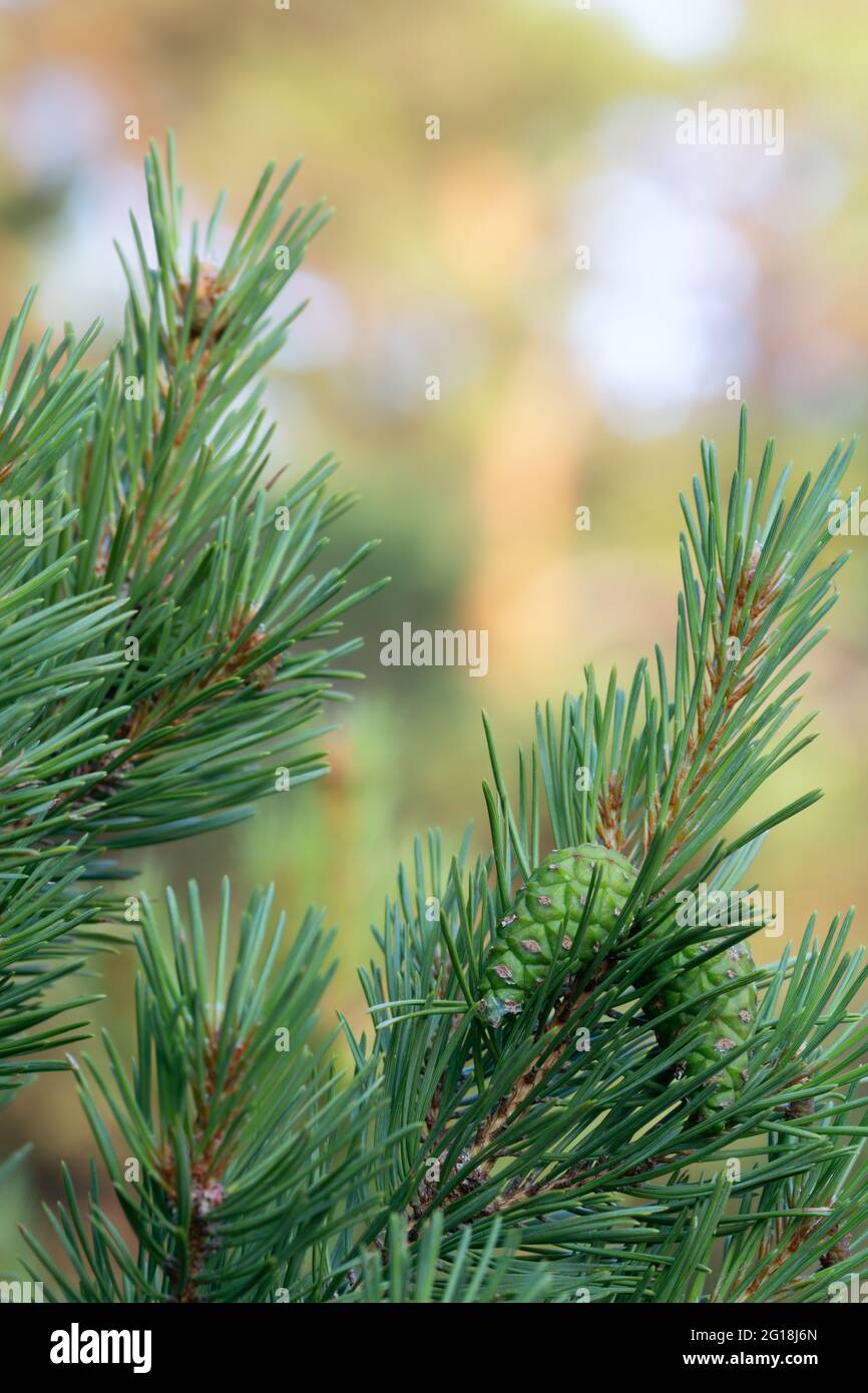 Green pinecones on pine branch Stock Photo