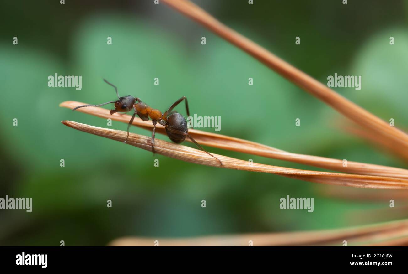 Wood ant, formica on pine needle Stock Photo