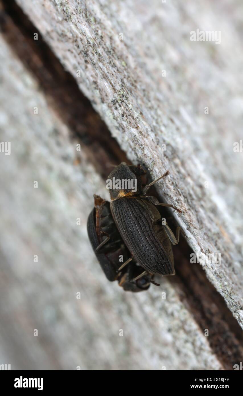 Mating behavior of woodboring beetles, Hadrobregmus pertinax on pine wood Stock Photo