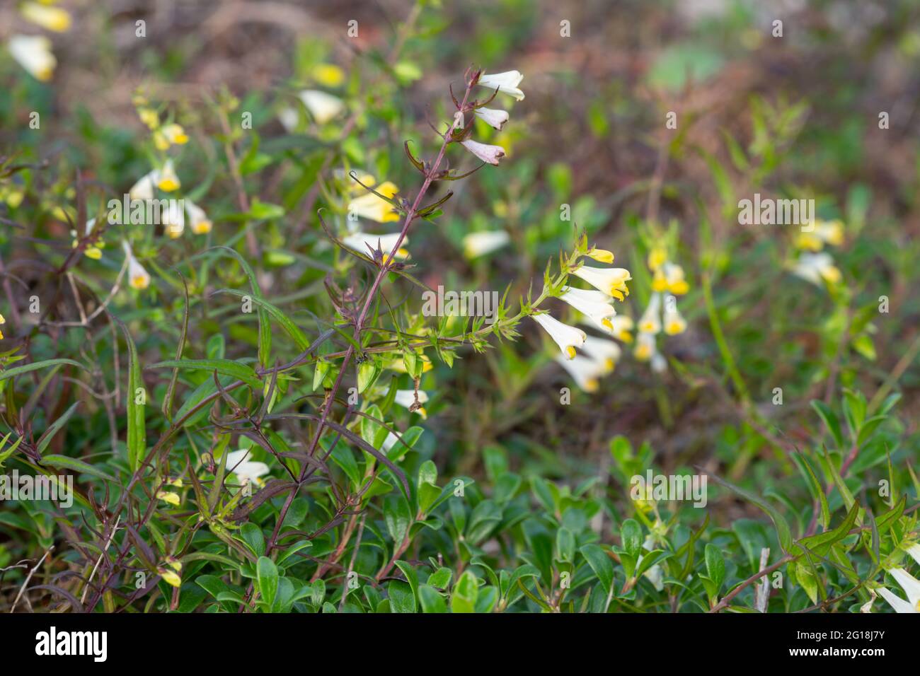 Blossoming common cow-wheat, Melampyrum pratense Stock Photo