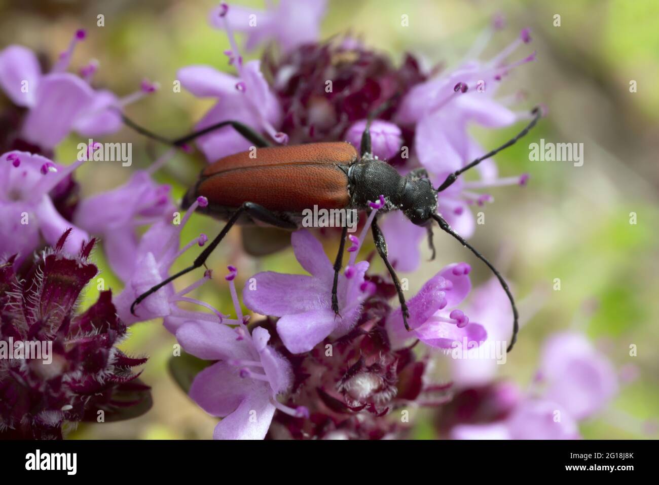 Anastrangalia long horn beetle feeding on breckland thyme Stock Photo