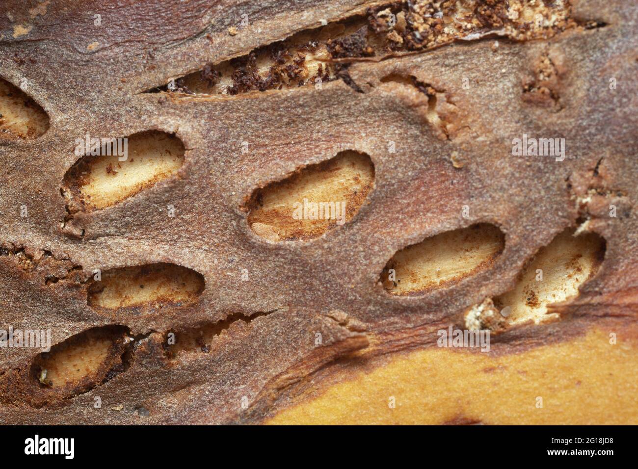 Empty pupal chambers after bark beetles on pine Stock Photo