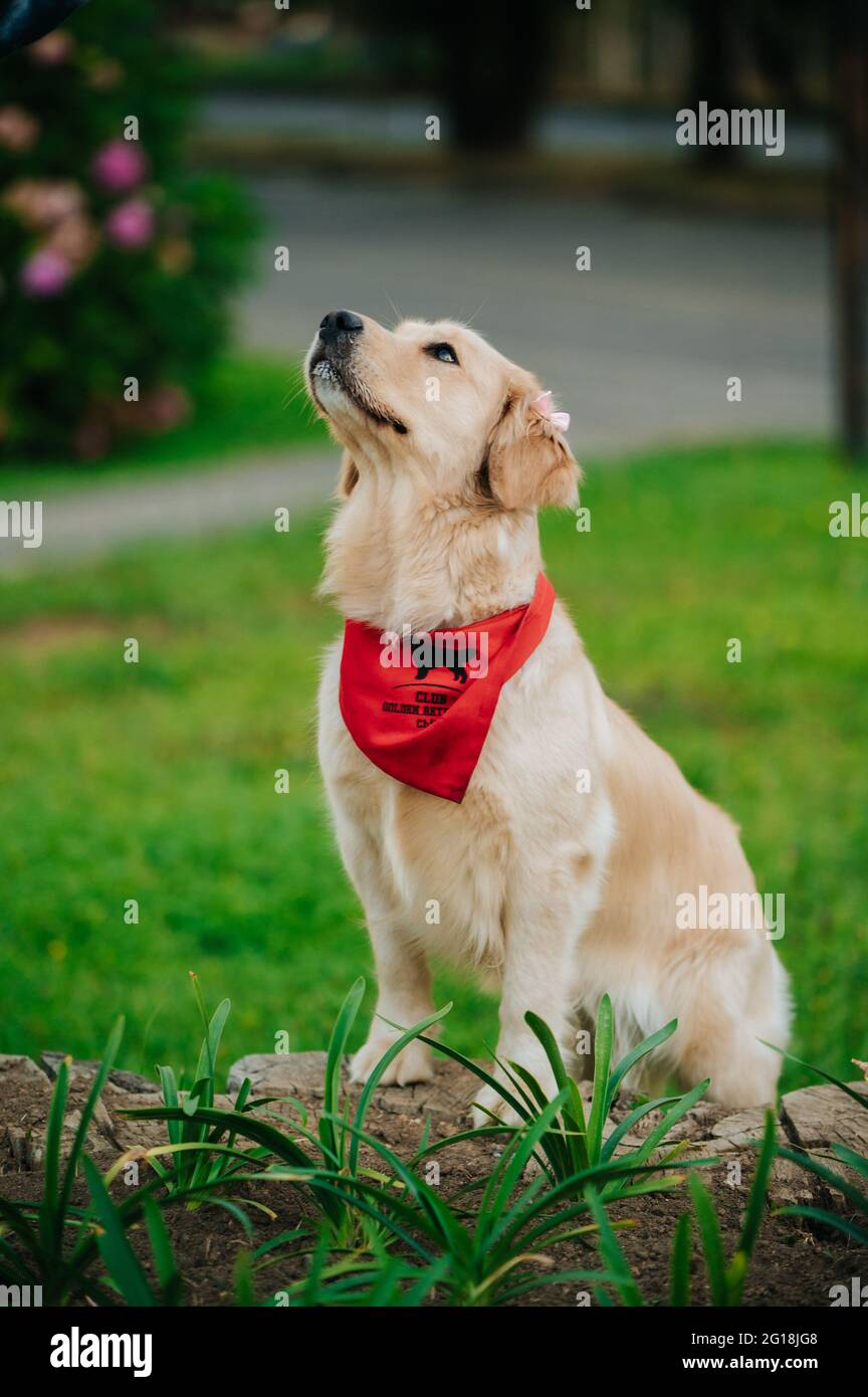 Portrait of an adorable Golden Retriever with a red bandana in a park