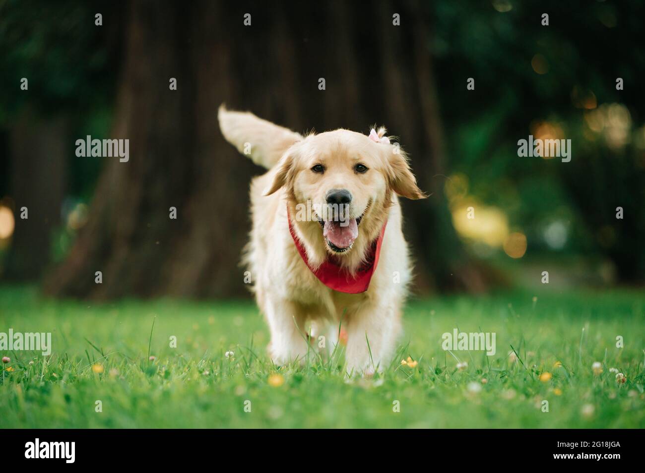 Portrait of an adorable Golden Retriever with a red bandana in a park