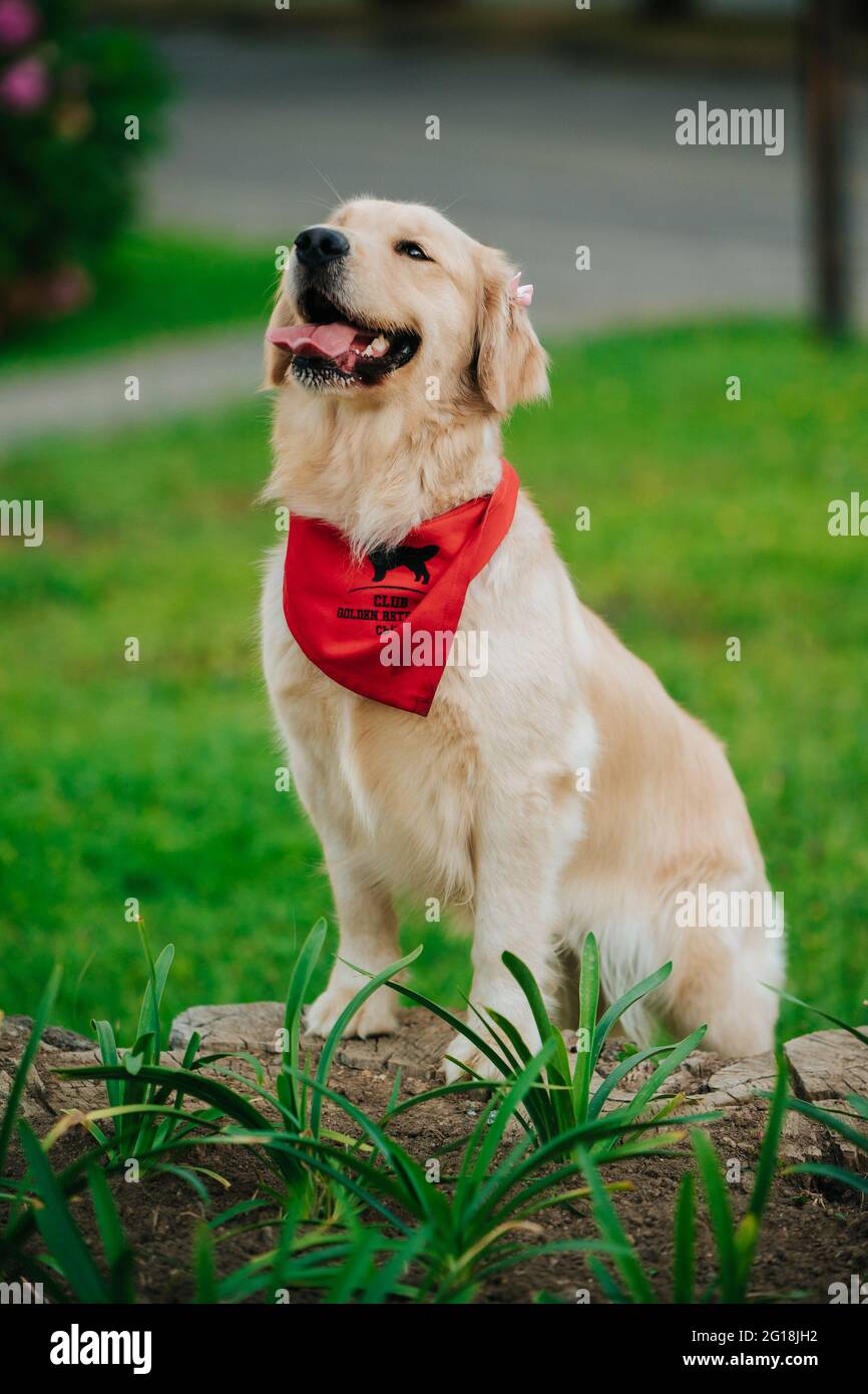Portrait of an adorable Golden Retriever with a red bandana in a park with a blurry background Stock Photo Alamy