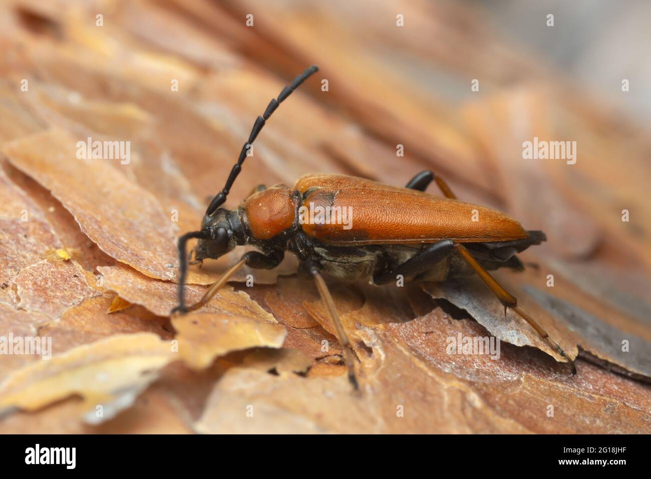 Female Red longhorn beetle, Leptura rubra on pine bark, macro photo Stock Photo