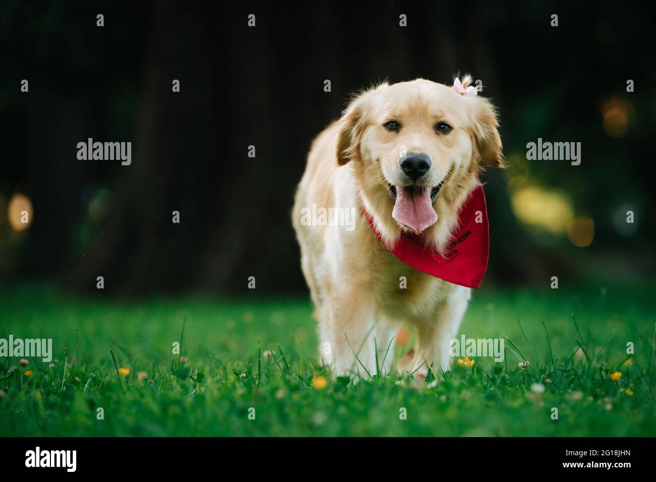 Portrait of an adorable Golden Retriever with a red bandana in a park