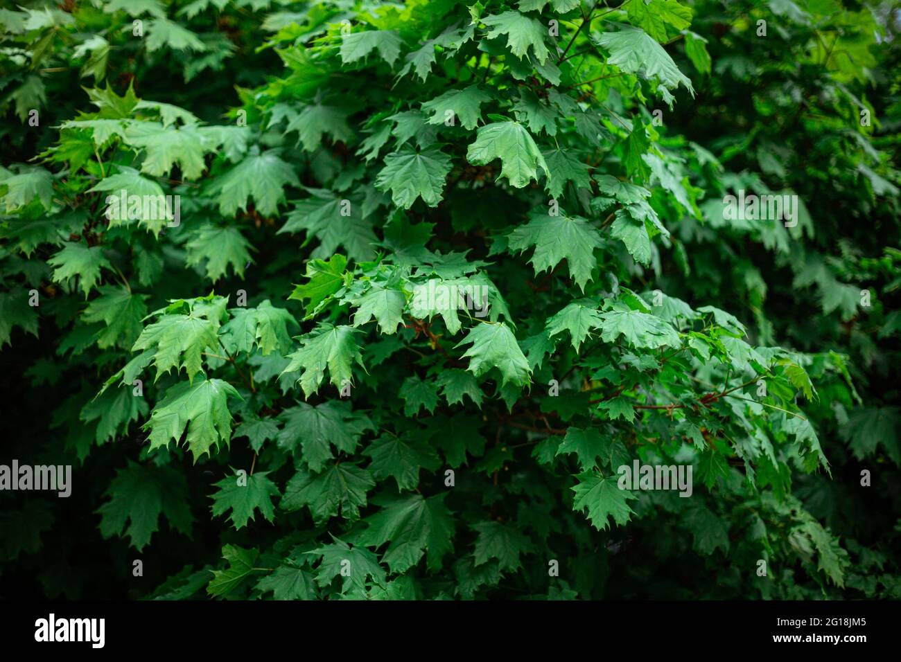 Closeup shot of the green leaves of a maple tree Stock Photo - Alamy