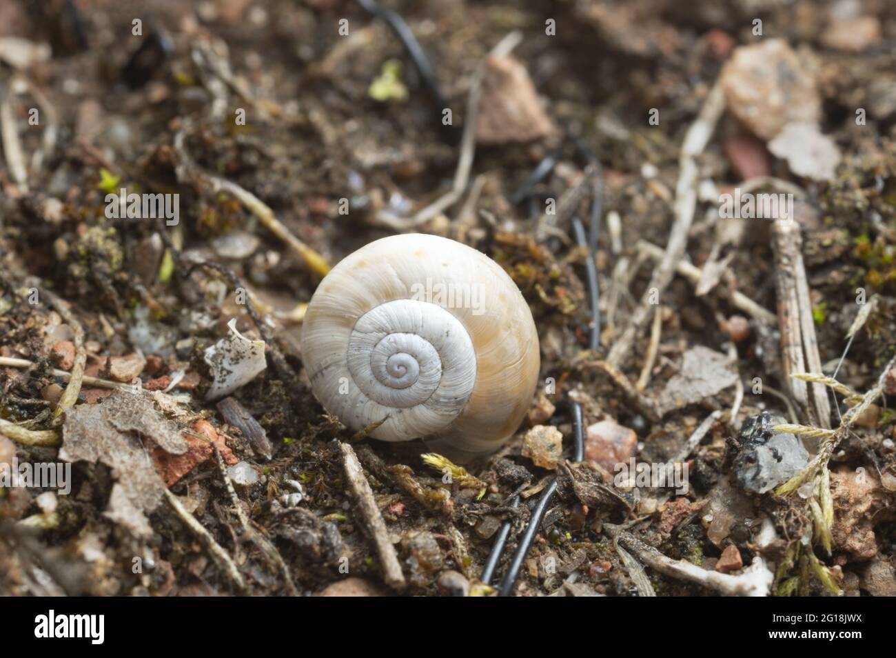 Closeup of an eastern heath snail, Xerolenta obvia snail in dry environment Stock Photo