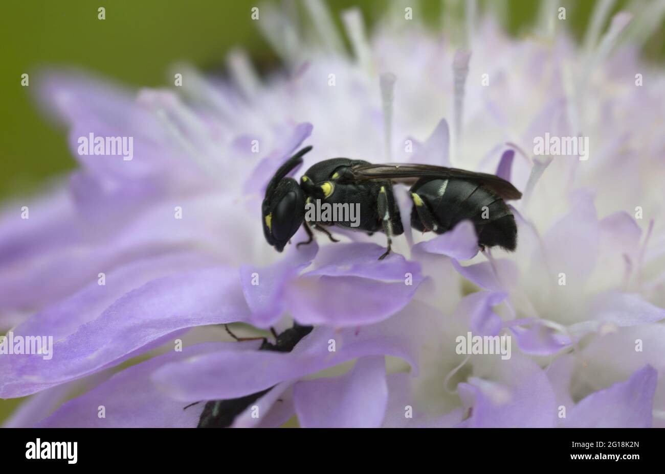 Plasterer bee, Hylaeus on field scabious Stock Photo
