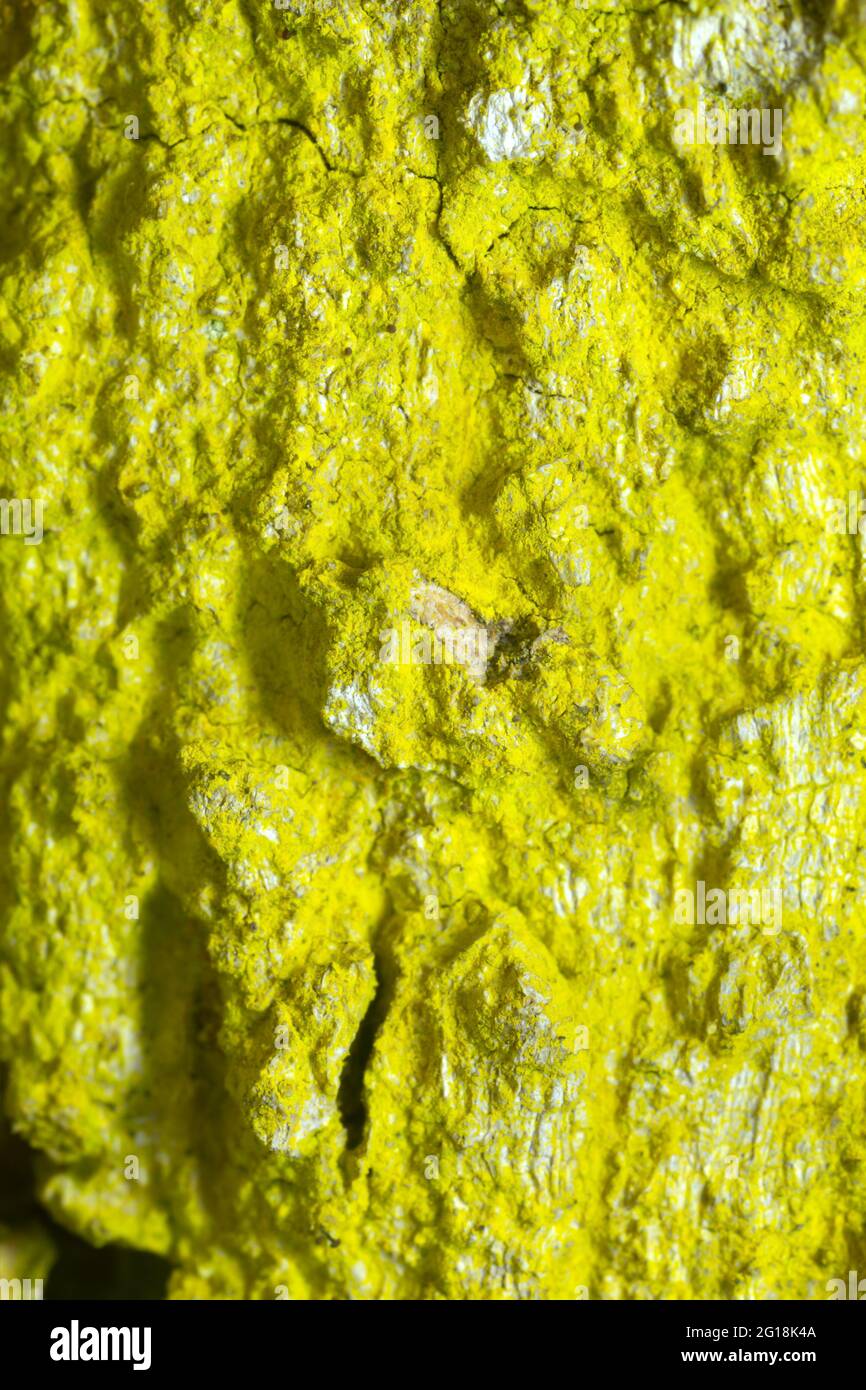 Mustard powder lichen, Chrysothrix candelaris growing on oak bark Stock Photo