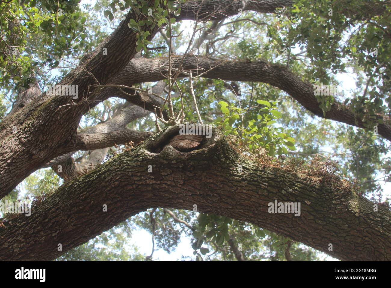 High angle shot trees hi-res stock photography and images - Alamy
