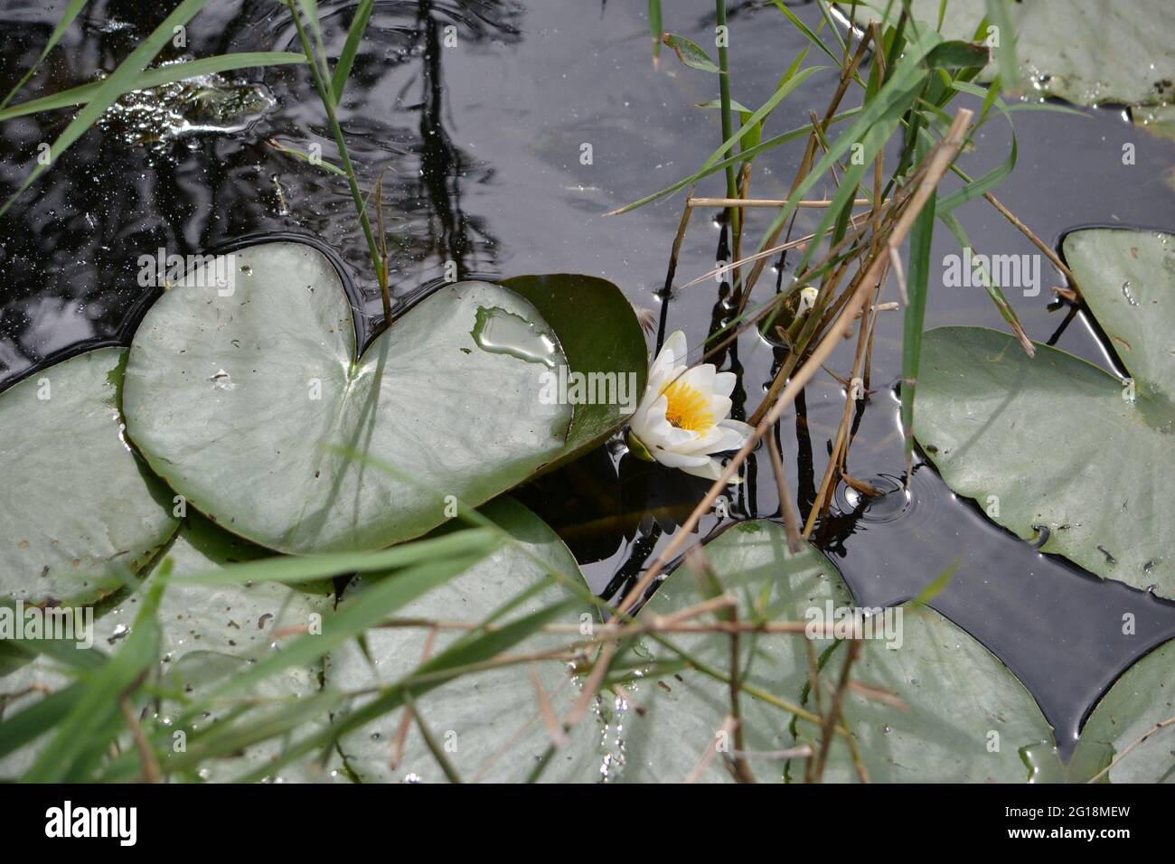 Flowering white and yellow waterlily amid many green lily pads, floating on the surface of water in a pond, lake or river Stock Photo