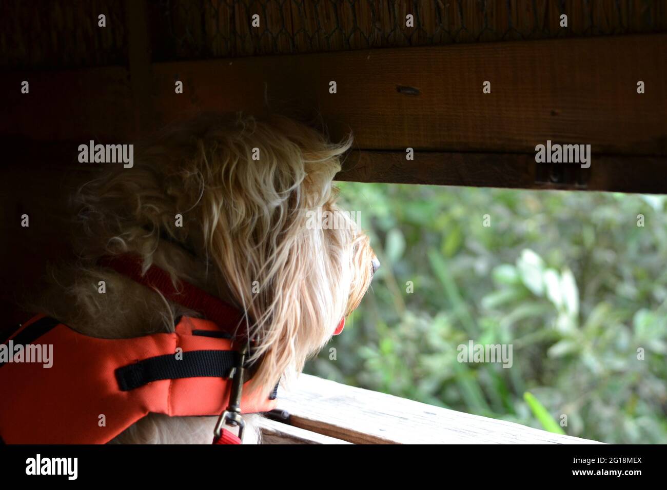 Observant dog: golden, sandy (apricot coloured) long haired cockapoo ...