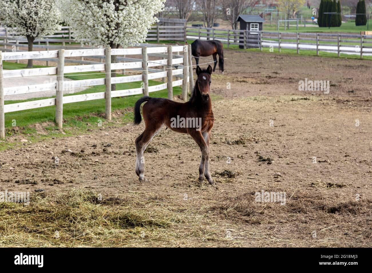 Mare with colt, Amish farm, Spring, Indiana, USA, by James D Coppinger/Dembinsky Photo Assoc Stock Photo