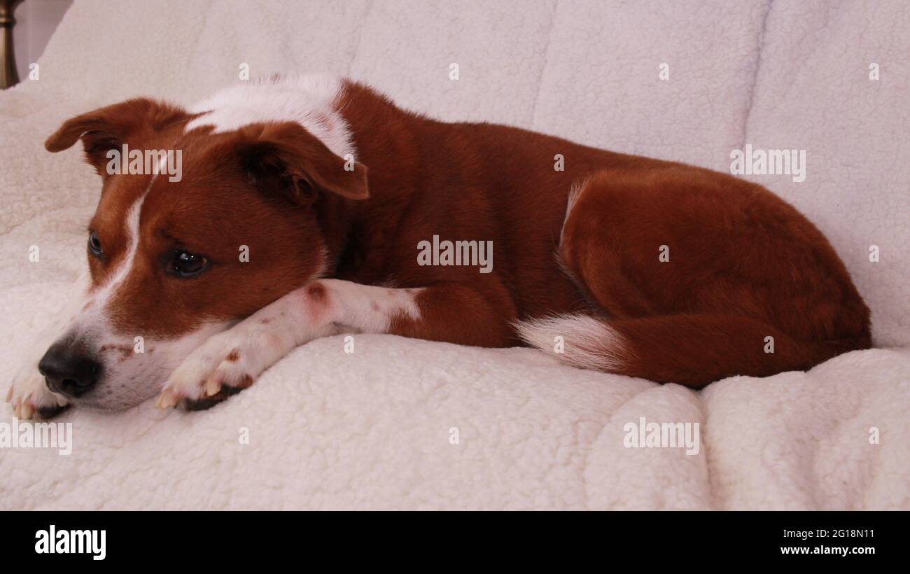 dog sleeping on the couch Stock Photo Alamy