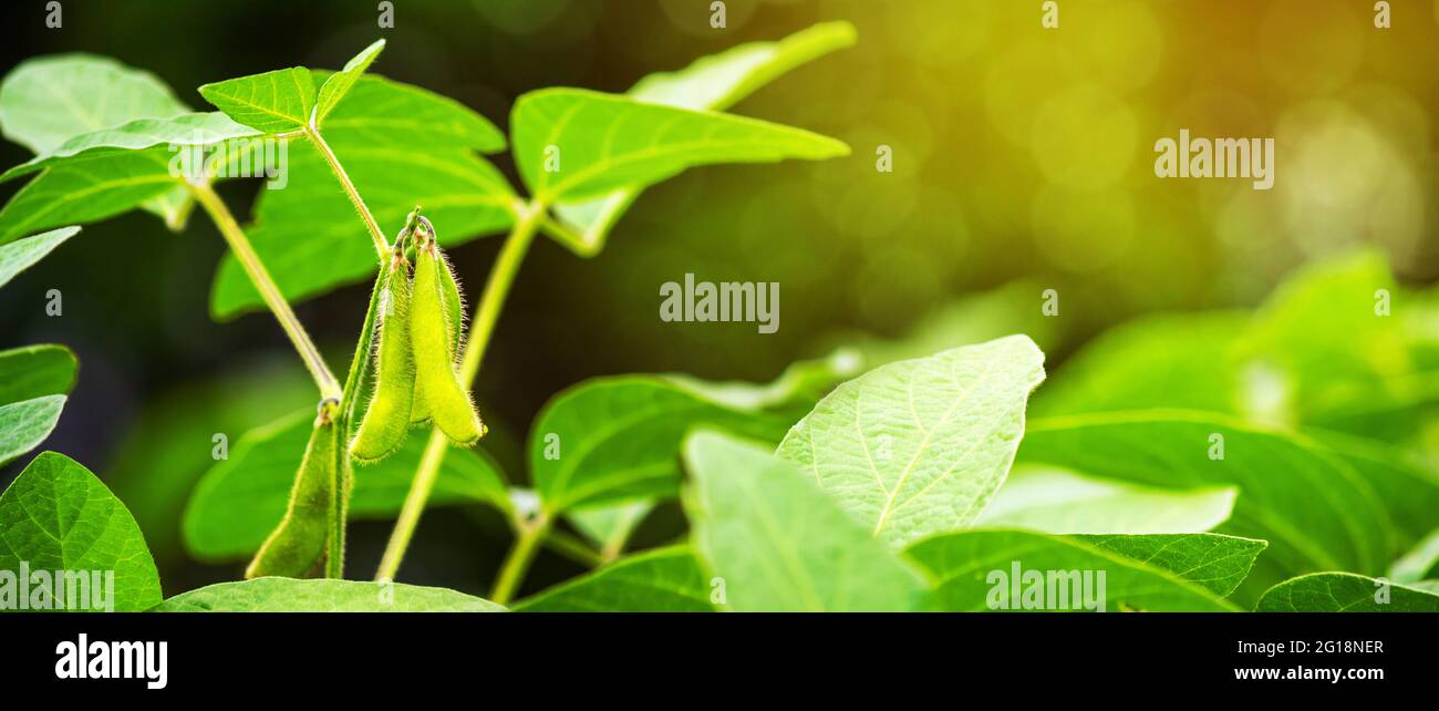 Soybean Plant High Resolution Stock Photography And Images Alamy