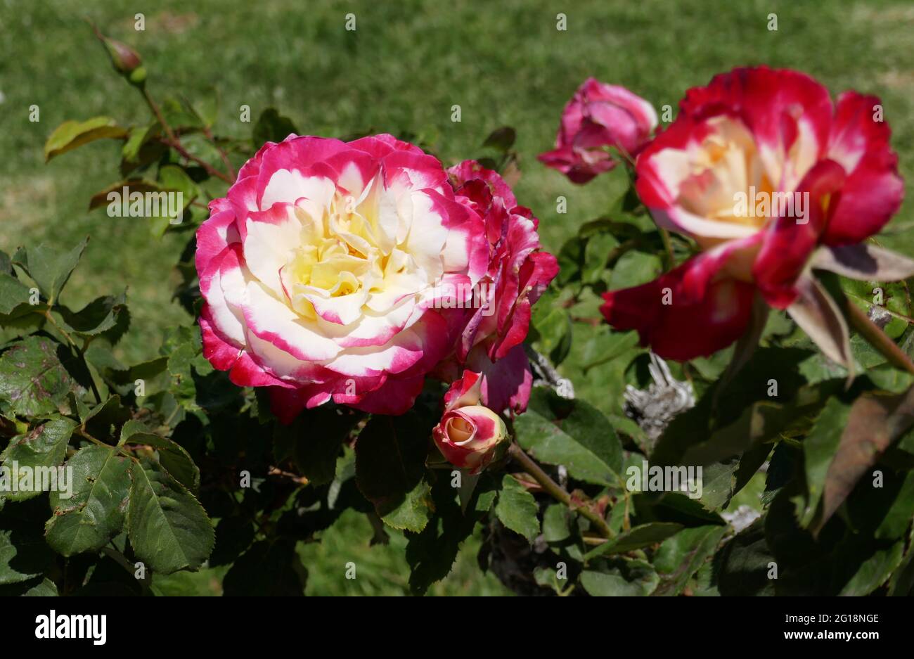 Newhall, California, USA 4th June 2021 A general view of atmosphere of flowers at Eternal Valley Memorial Park on June 4, 2021 at 23287 Sierra Hwy in Newhall, California, USA. Photo by Barry King/Alamy Stock Photo Stock Photo