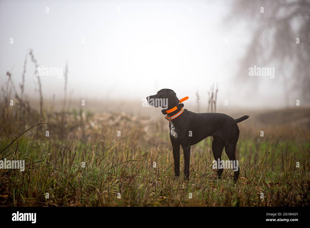 A hunting dog in a field on a foggy morning standing profile to the camera looking away. Stock Photo