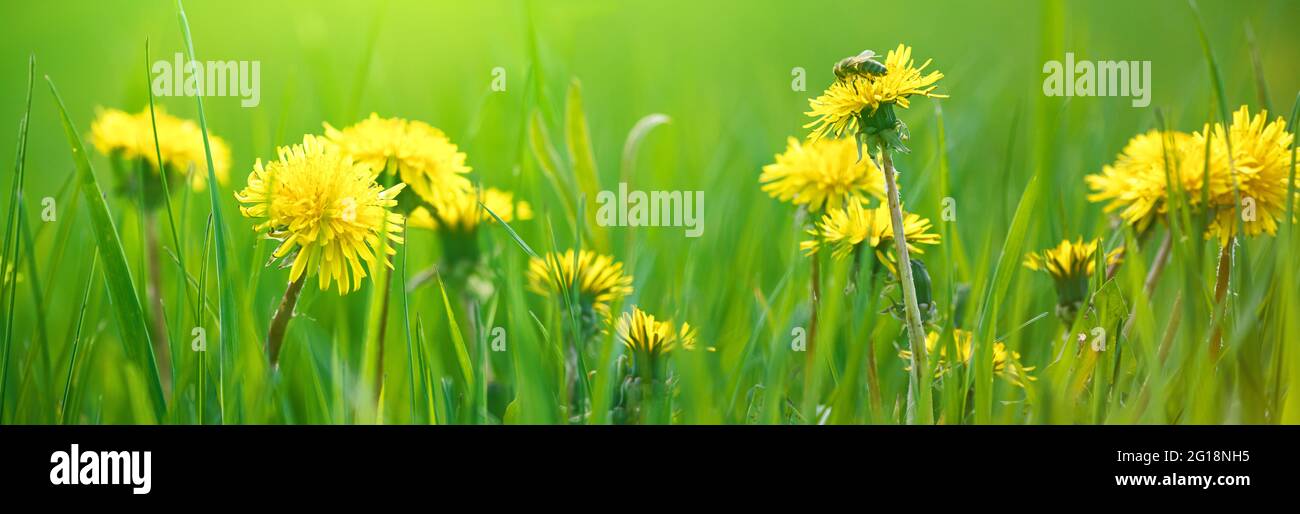 Selective focus close-up of the yellow dandelions on spring meadow, banner. Yellow flowers in green grass on the field. Taraxacum officinale Stock Photo