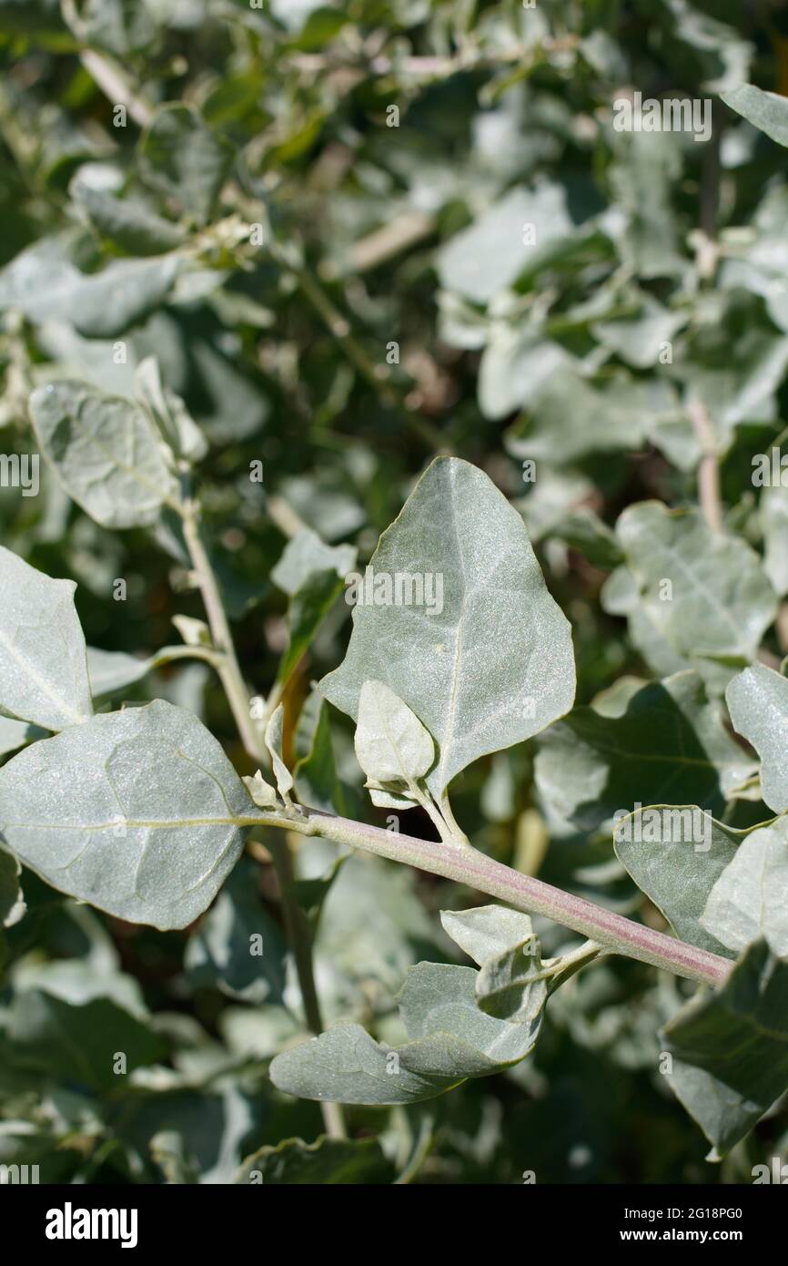 Distally rounded proximally truncate leaves of Big Saltbush, Atriplex Lentiformis, Amaranthaceae, native in the Santa Monica Mountains, Springtime. Stock Photo