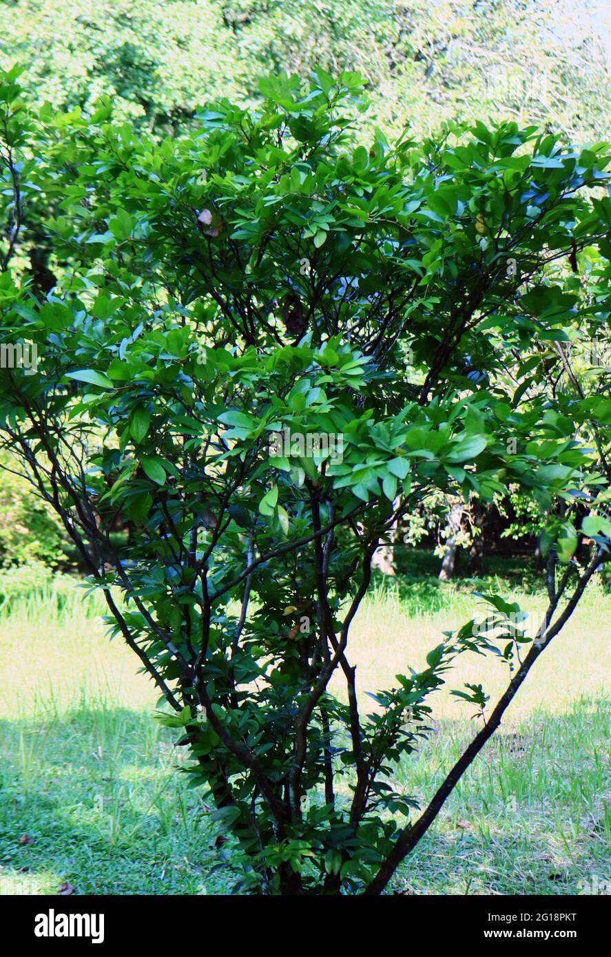 Cynometra cauliflora, known in Indonesia as nam-nam, in the garden. Stock Photo