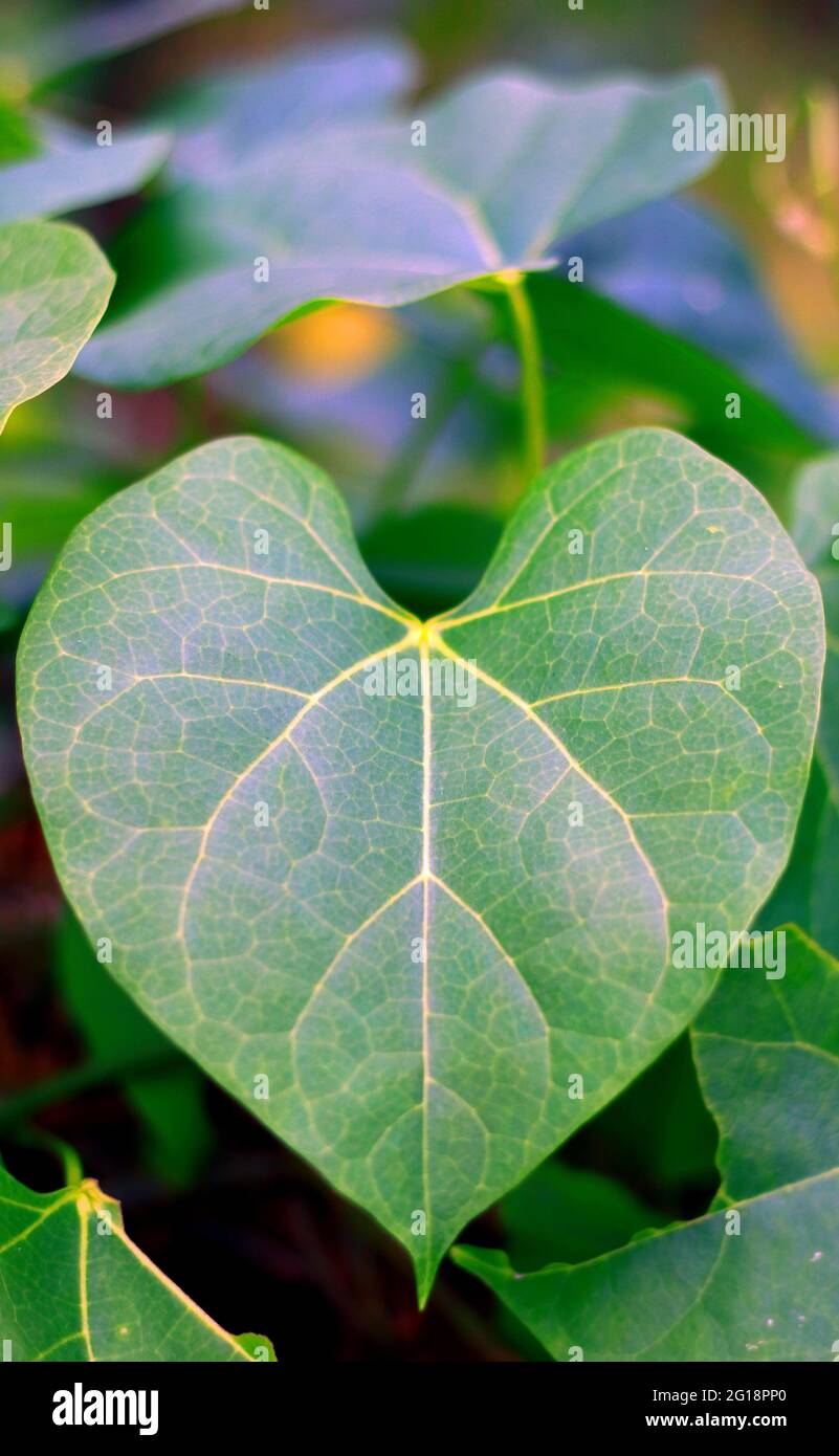 Tinospora cordifolia or heart-leaved moonseed plant in the garden. In Indonesia called brotowali. Stock Photo