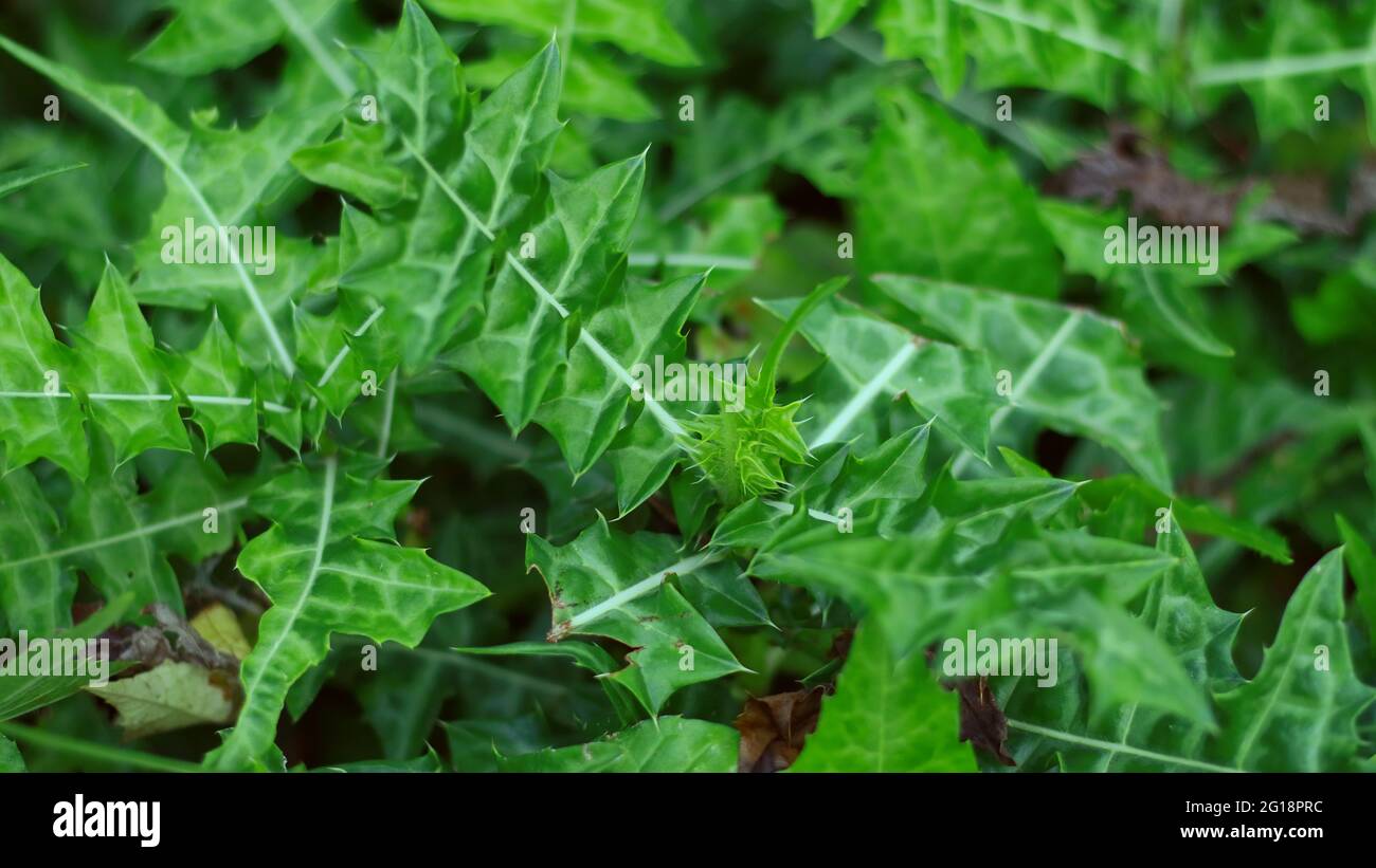 Holy mangrove or Acanthus ilicifolius leaves on plant. In Indonesia