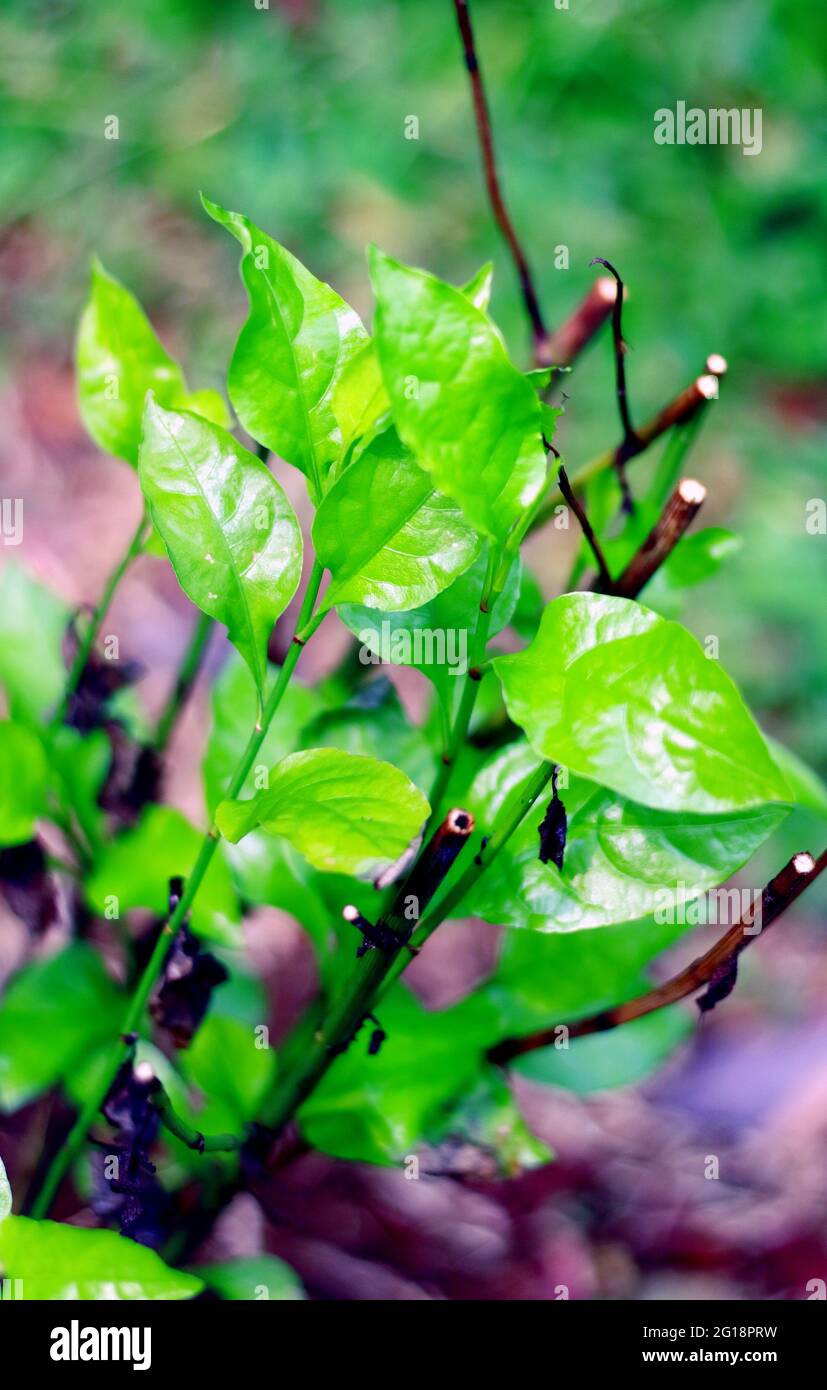 Wild leadwort or Plumbago zeylanica plant in the garden. In Indonesia ...
