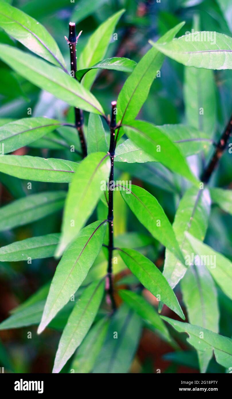 Justicia gendarussa leaves on plant in the garden. In Indonesia called gandarusa. Stock Photo