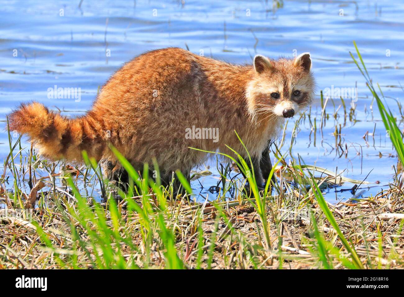 Funny raccoon on the border of the river, Quebec, Canada Stock Photo