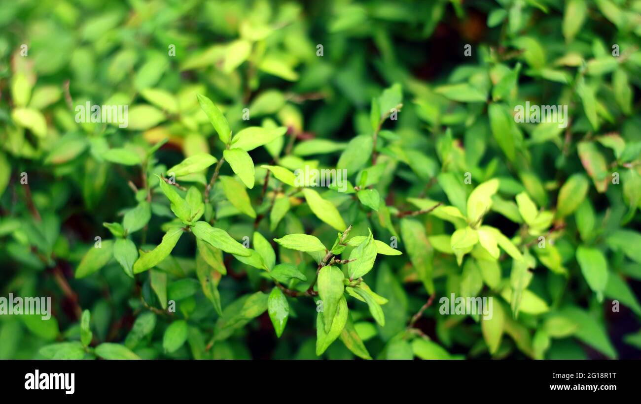 Persicaria odorata or Vietnamese coriander plant in the garden. In Indonesia called daun kesum. Stock Photo