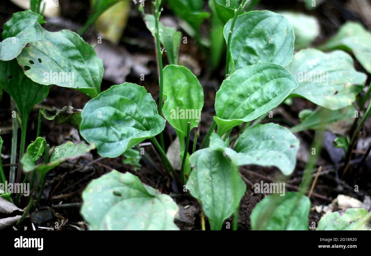 Plantago major or broadleaf plantain plant grow in the garden. In Indonesia called Ki Urat Plantago. Stock Photo