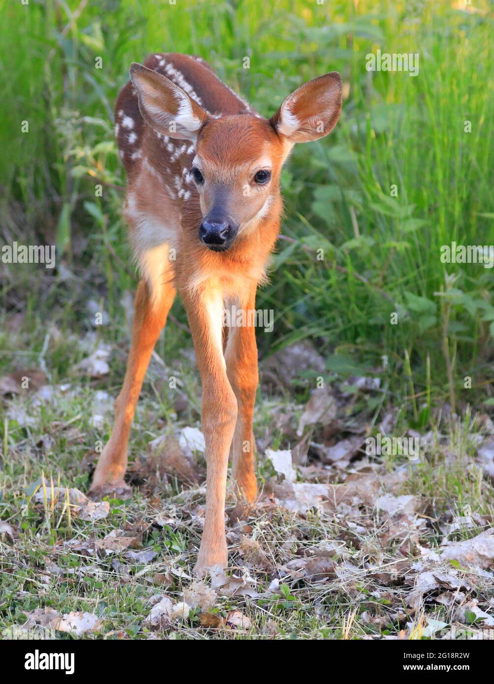 Baby White-tailed Deer (Bambi) portrait into the grass, Quebec, Canada Stock Photo