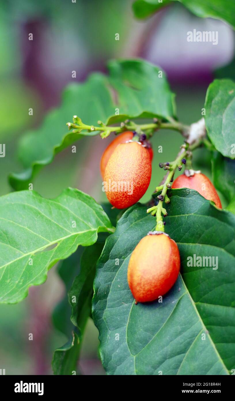 Peanut butter plant hi-res stock photography and images - Alamy