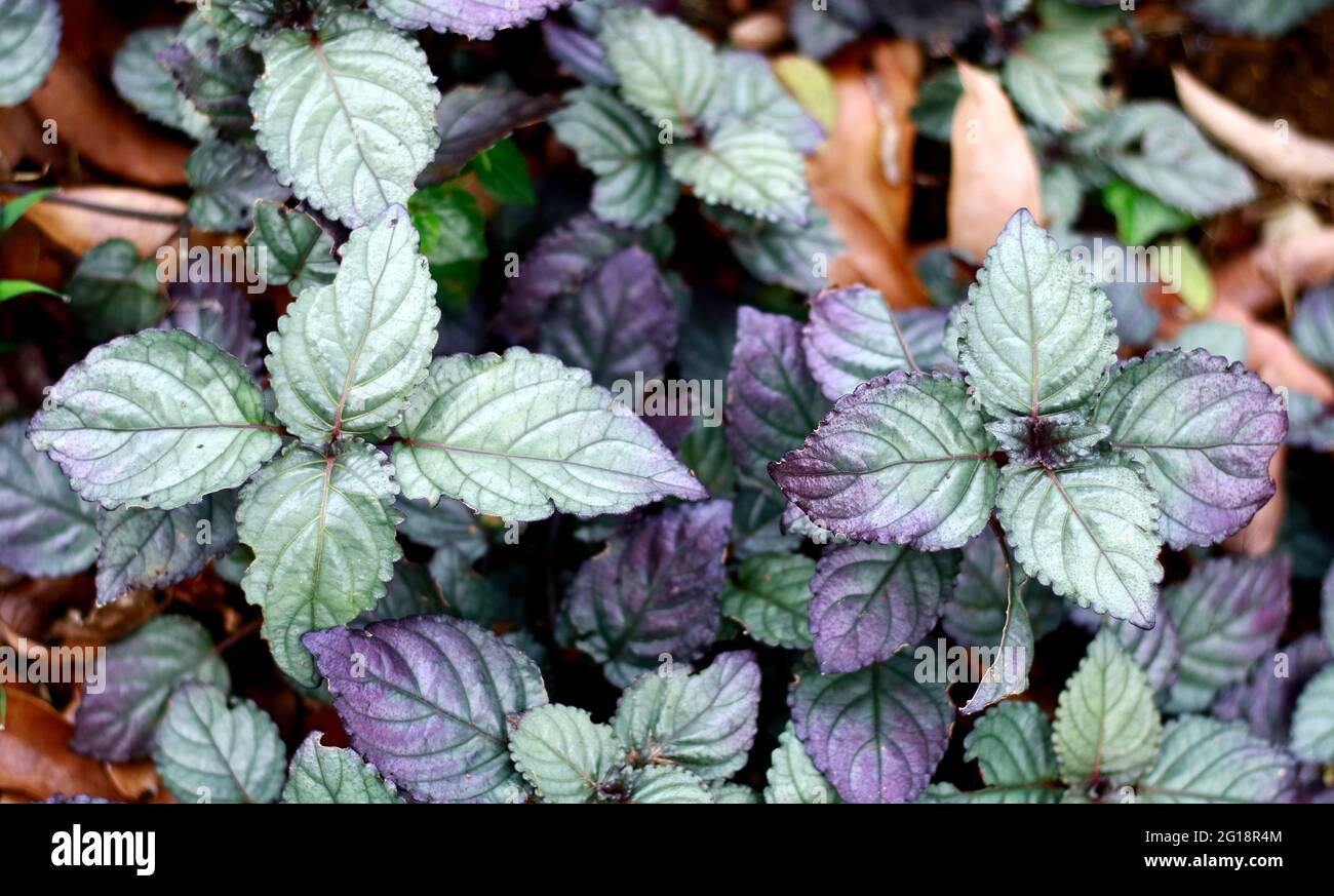 Hemigraphis alternata or purple waffle plant in the garden. In Indonesia called remek daging. Stock Photo