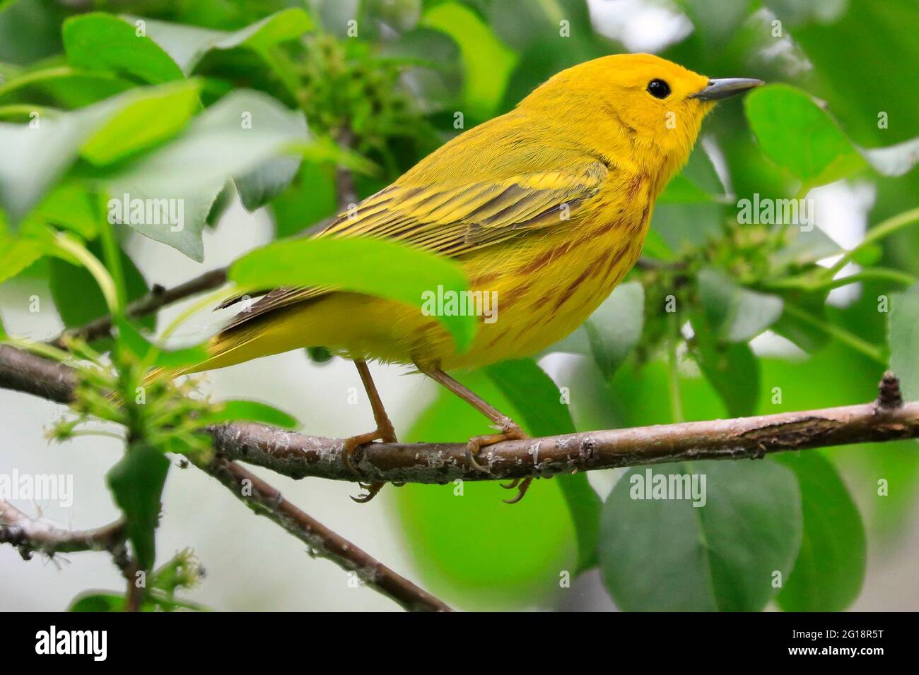 American Yellow Warble sitting on a tree brunch with green background, Quebec, Canada Stock Photo
