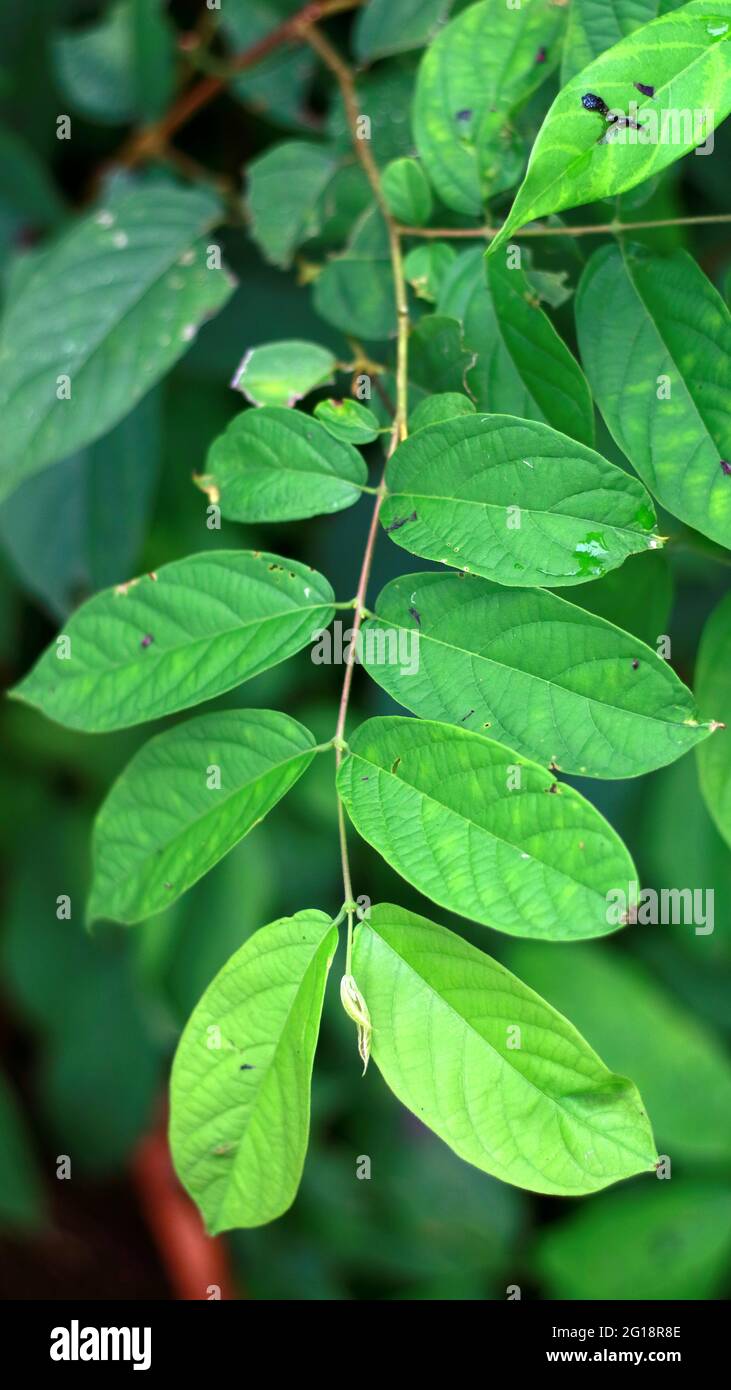 Derris elliptica or tuba leaf on the plant. The roots of Derris elliptica contain rotenone, a strong insecticide and fish poison. Stock Photo