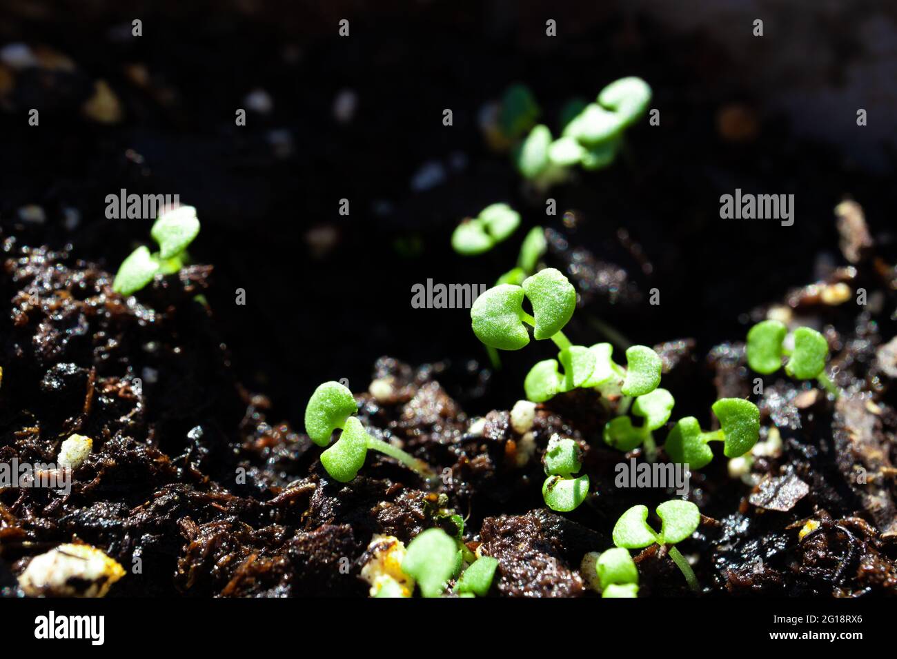 Macro Closeup of Tops of Basil Seedlings Leaning Towards Light Stock Photo