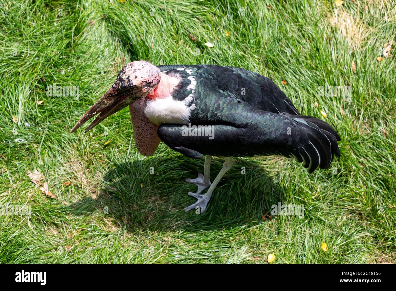 This Marabou Stork lives at the zoo. Stock Photo