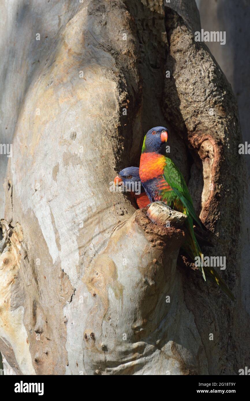 A pair of Rainbow Lorikeets (Trichoglossus moluccanus) at a nest hollow