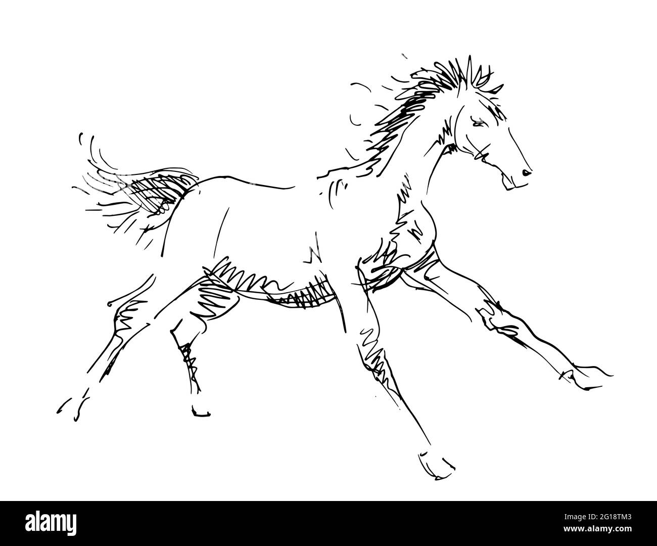 Running horse hand drawn vector illustration stock photo alamy