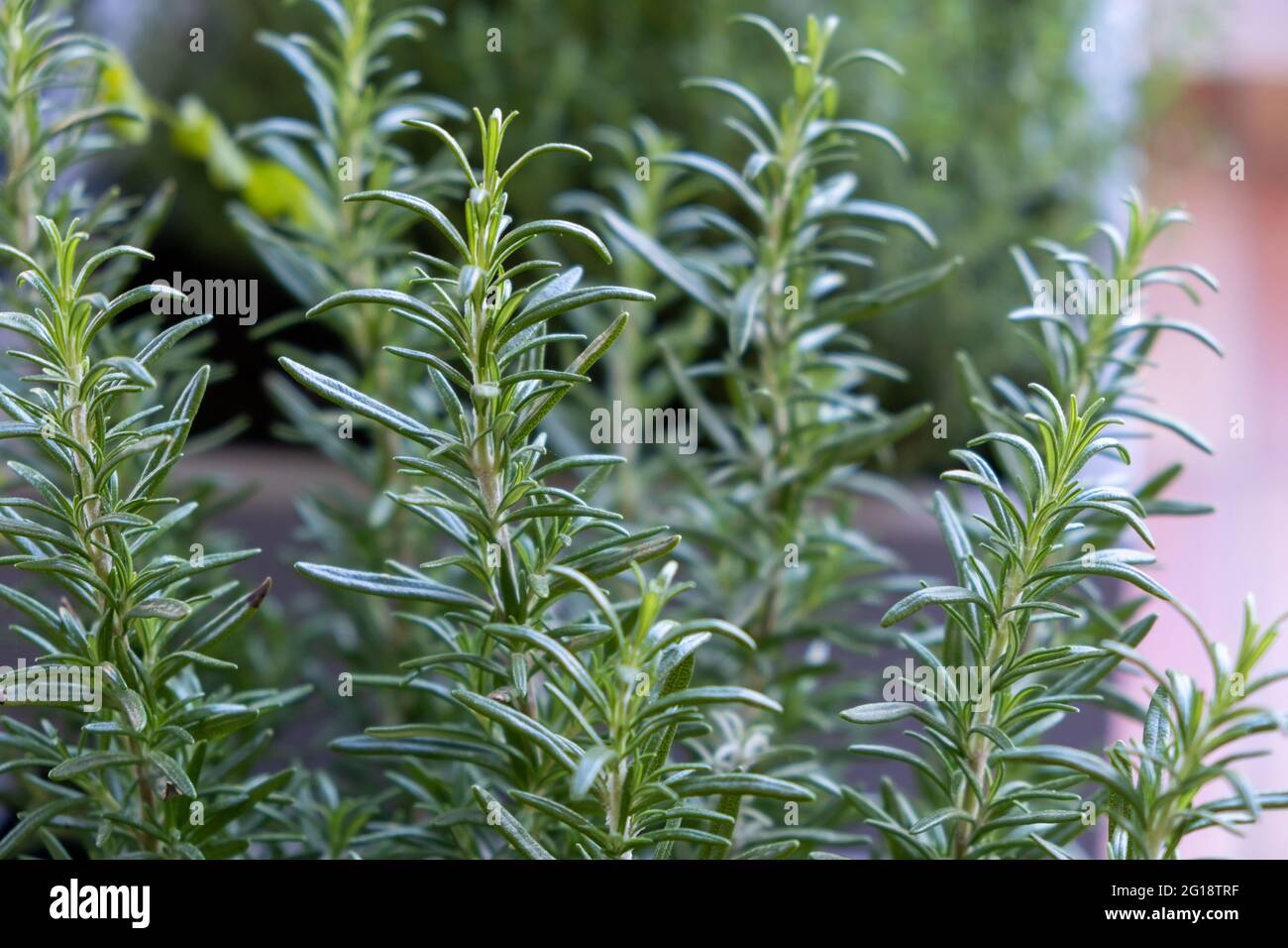 Fresh rosemary plant use concept. Salvia rosmarinus aromatic evergreen  plant healthy herb with needle like leaves proper as flavoring in food. Oil  use Stock Photo - Alamy