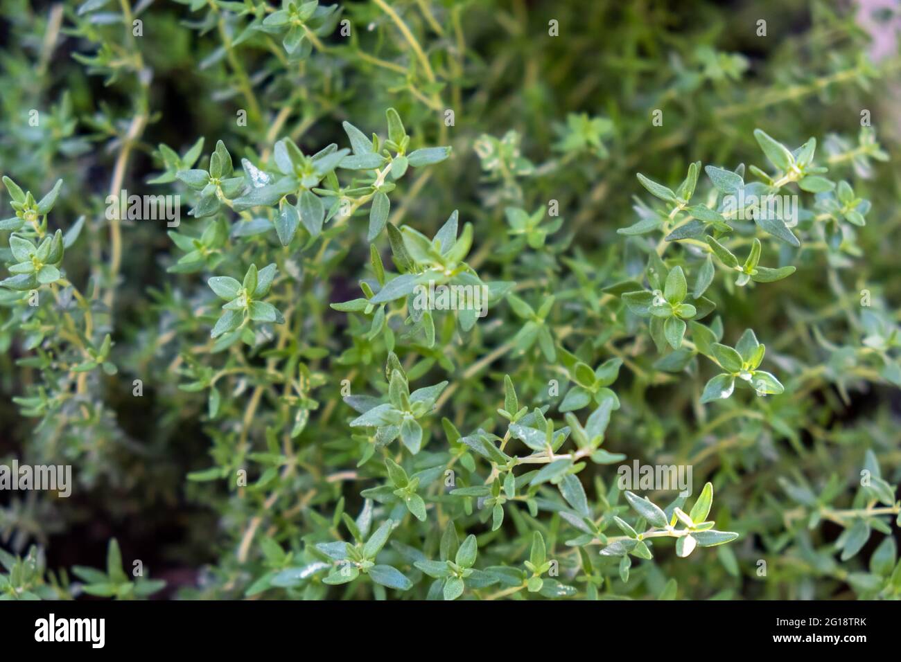 Fresh thyme background. Thymus aromatic evergreen plant healthy perennial herb, antioxidant activity. Condiment cuisine aromatherapy, bronchitis colic Stock Photo