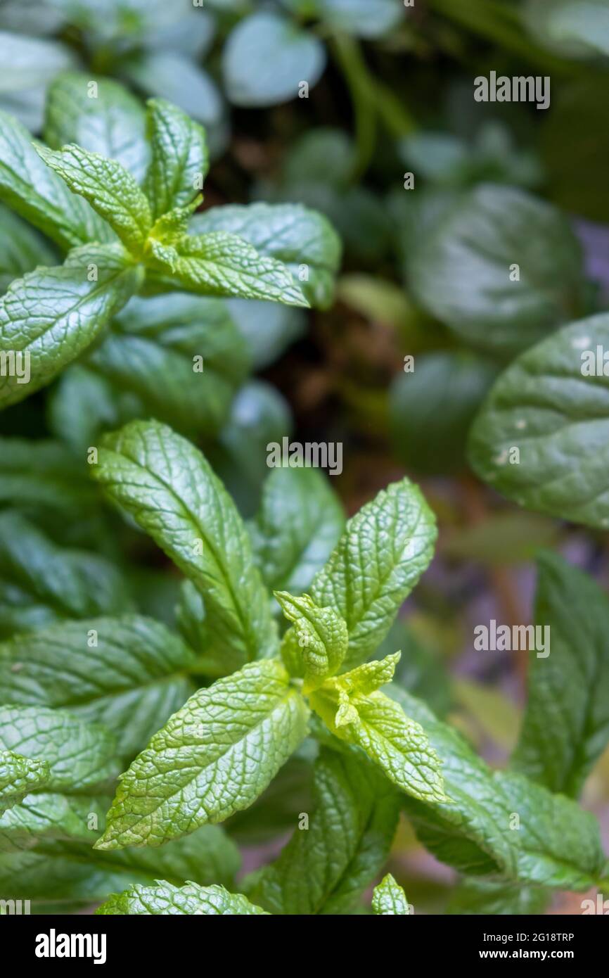 Fresh spearmint products concept. Garden, common, lamb, mackerel mint, mentha spicata aromatic green plant healthy perennial herb found in toothpastes Stock Photo