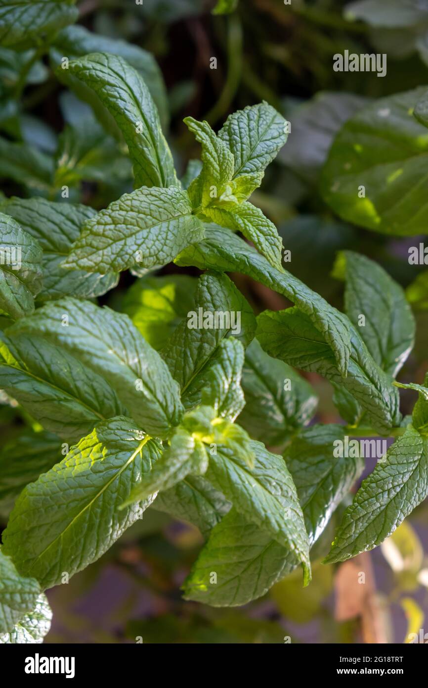 Fresh spearmint background. Garden, common, lamb, mackerel mint, mentha spicata aromatic green plant healthy perennial herb with antimicrobial activit Stock Photo