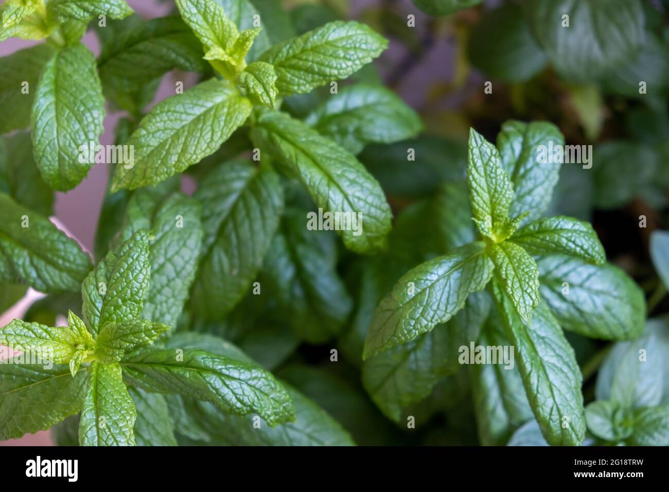 Fresh spearmint therapeutic properties concept. Garden, common, lamb, mackerel mint, mentha spicata aromatic green plant healthy perennial herb with a Stock Photo