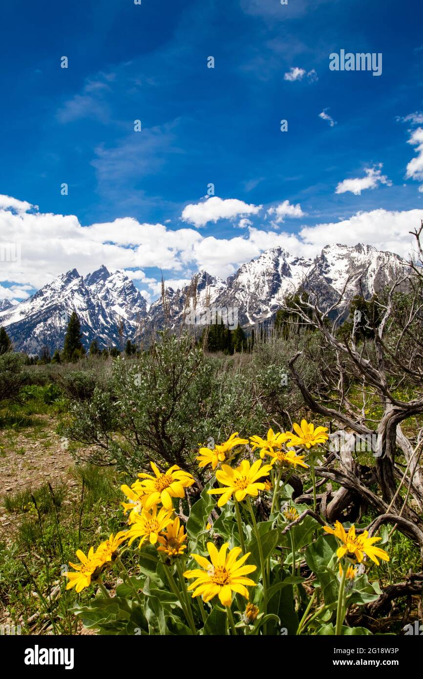 Arrowleaf Balsamroot and sage in front of the Grand Tetons, Jackson Hole, Wyoming, vertical Stock Photo