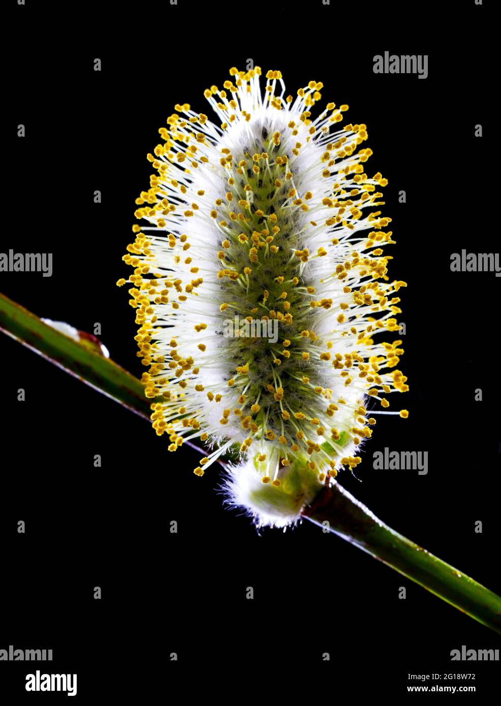 Willow catkin (Salix sp.) Stock Photo